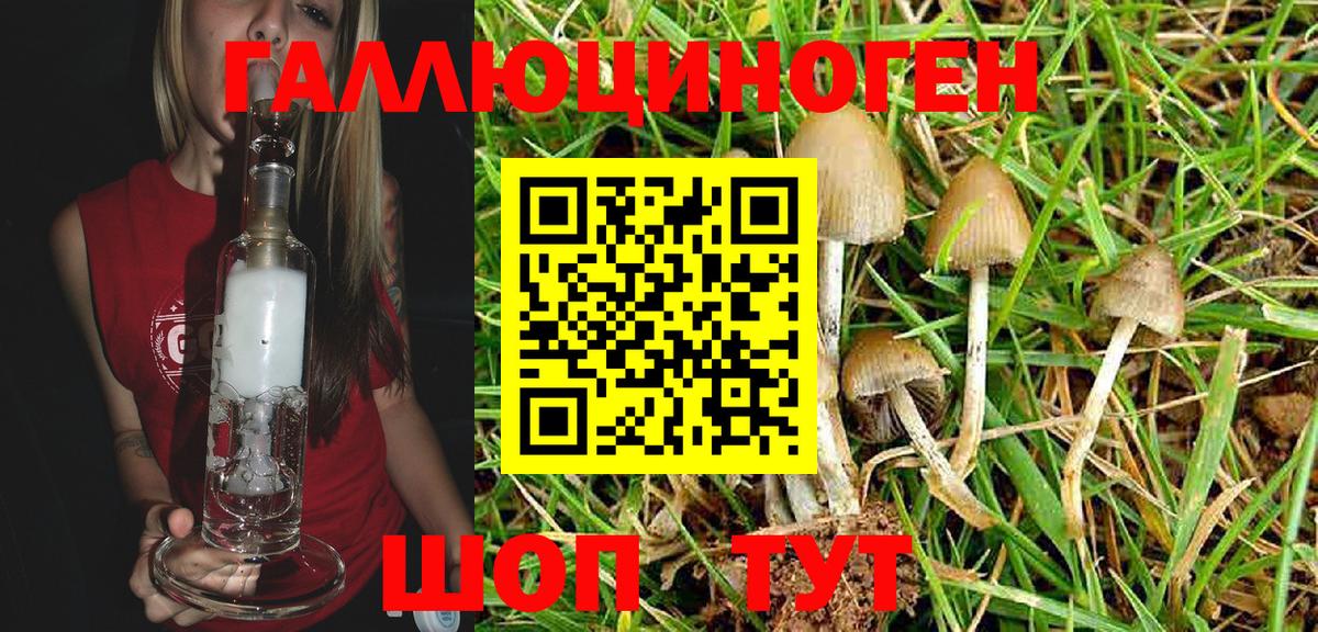 Галлюциногенные грибы Psilocybine cubensis Хасавюрт